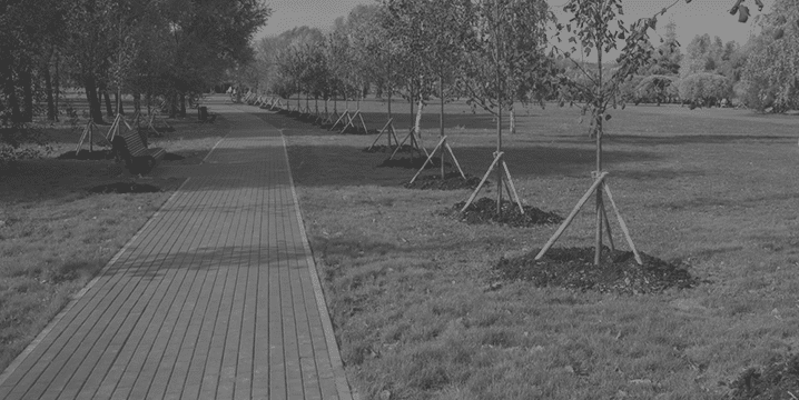 One Step planting trees